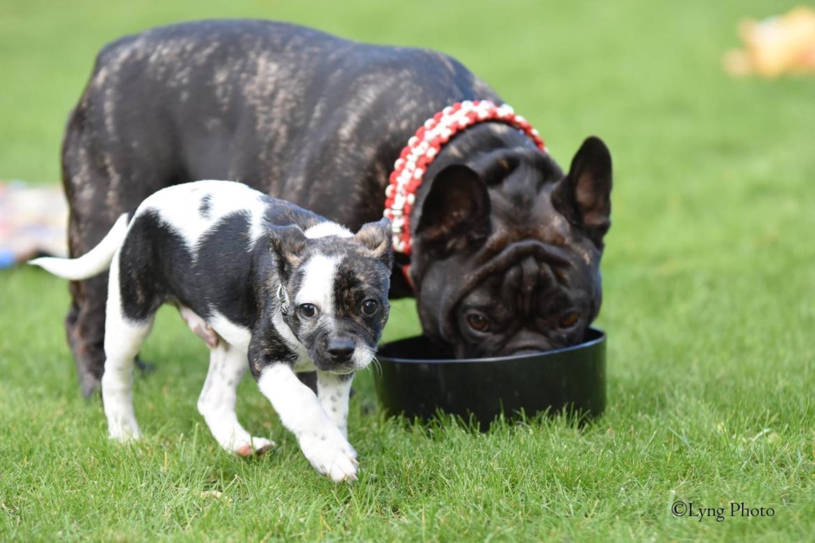 Blanding af racer Charlie billede 13