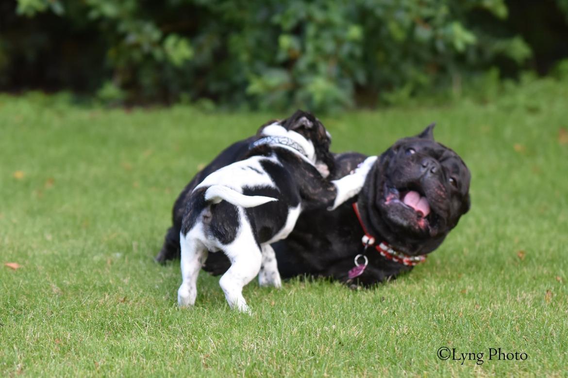 Blanding af racer Charlie billede 14