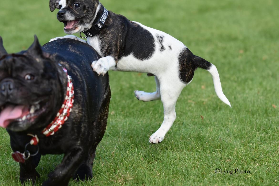 Blanding af racer Charlie billede 10