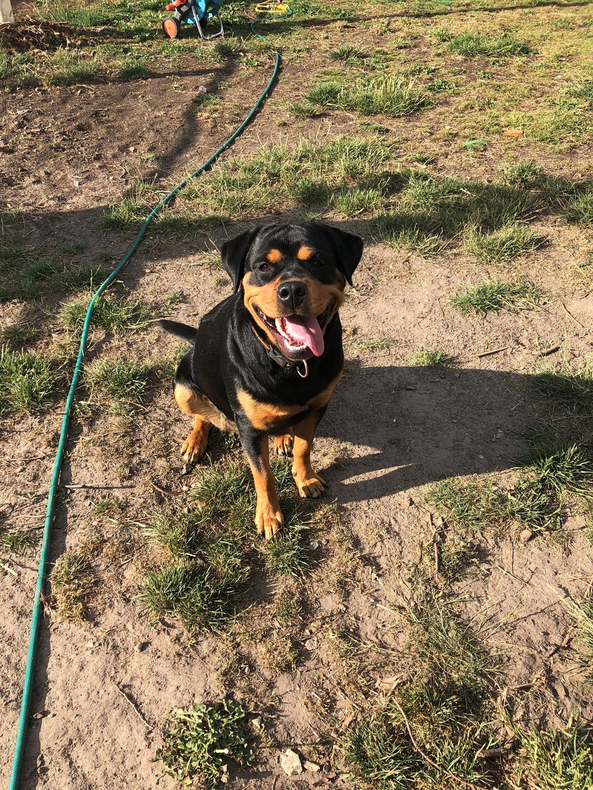 Blanding af racer Daisy billede 14