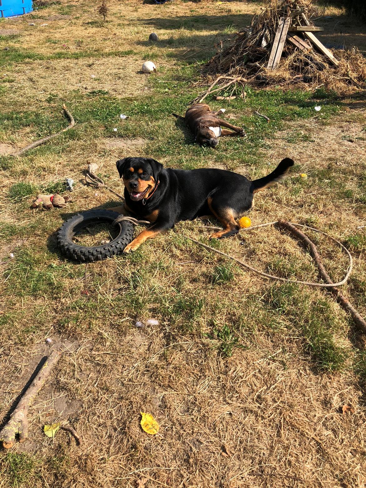 Blanding af racer Daisy billede 15