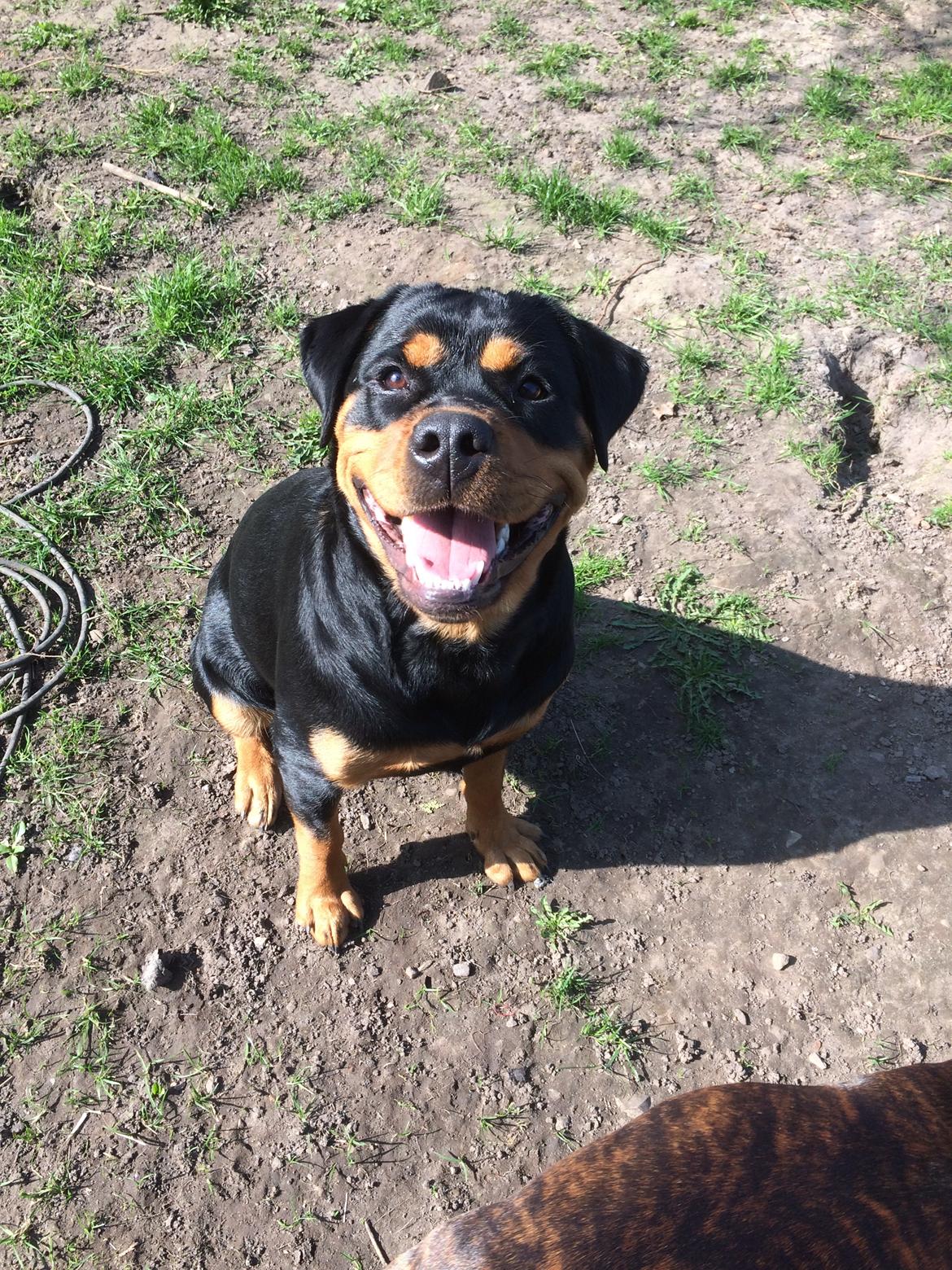 Blanding af racer Daisy billede 13