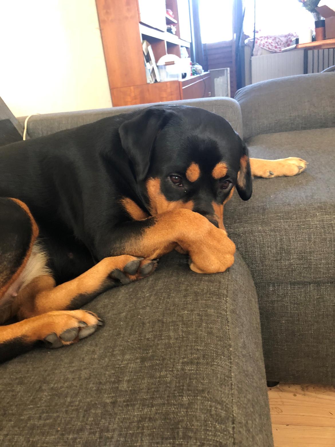 Blanding af racer Daisy billede 19