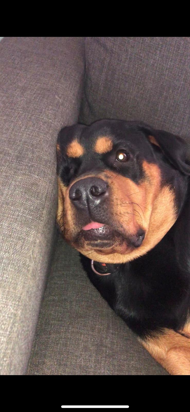 Blanding af racer Daisy billede 18