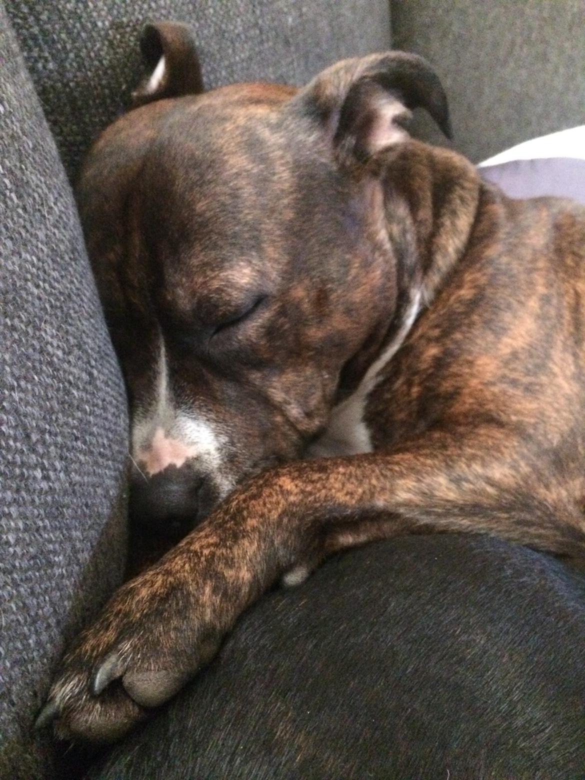 Staffordshire bull terrier Freja billede 28