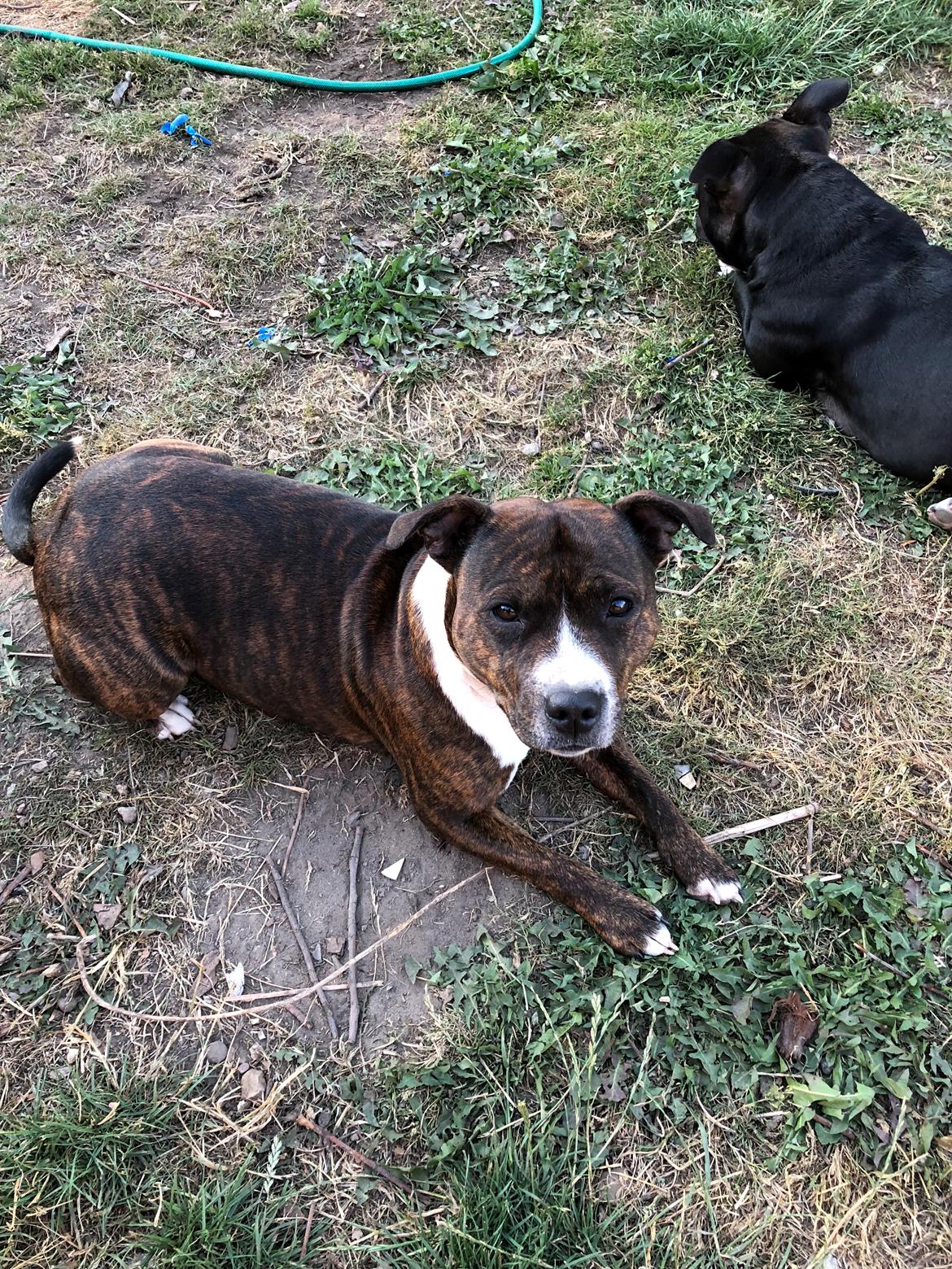 Staffordshire bull terrier Freja billede 30