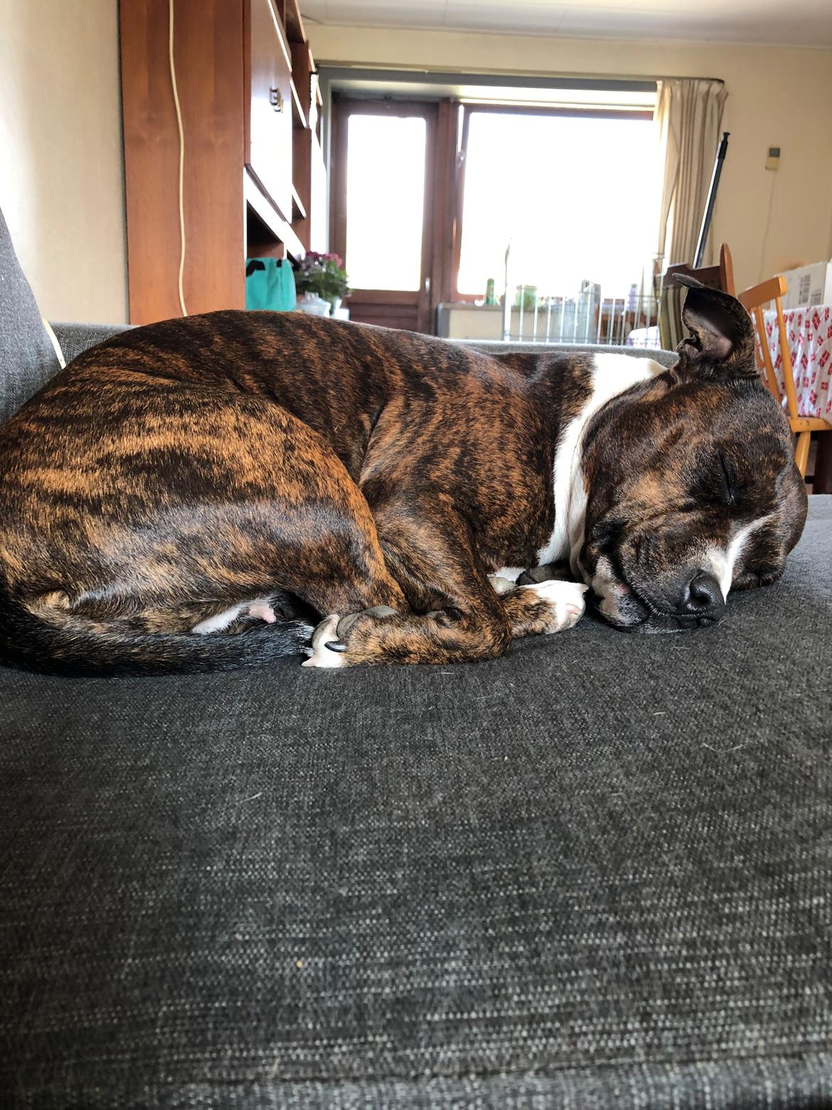 Staffordshire bull terrier Freja billede 29