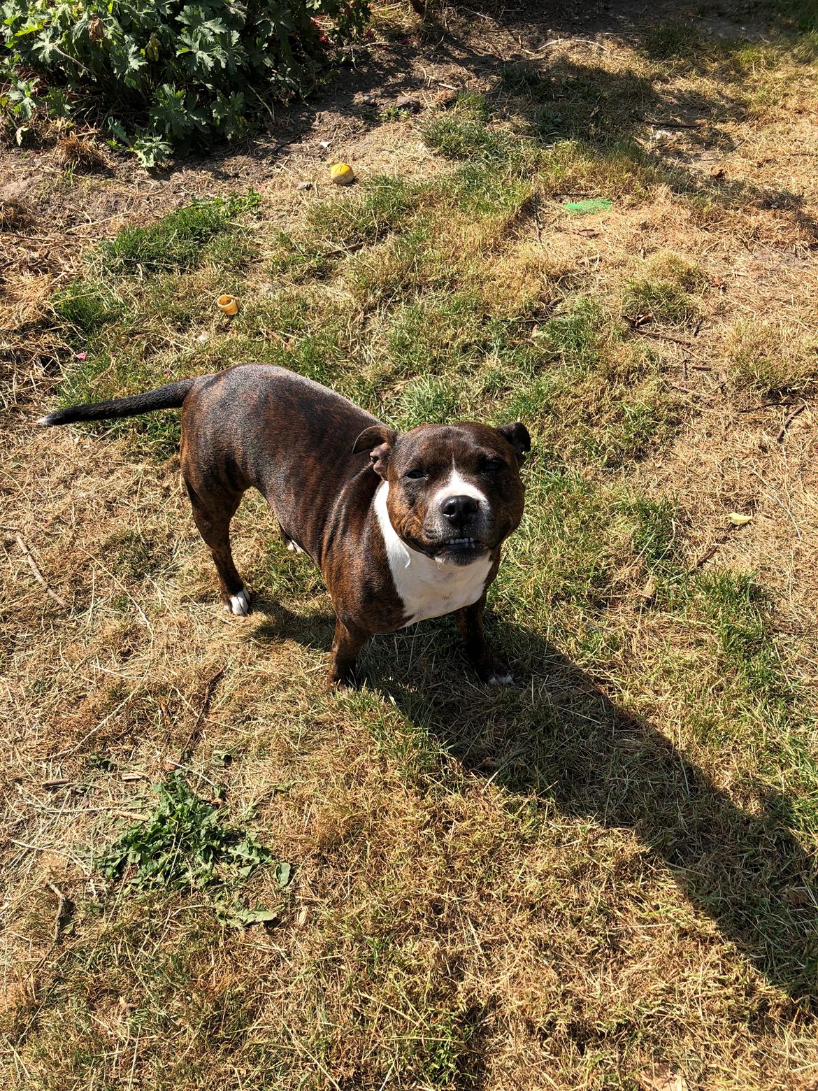 Staffordshire bull terrier Freja billede 32