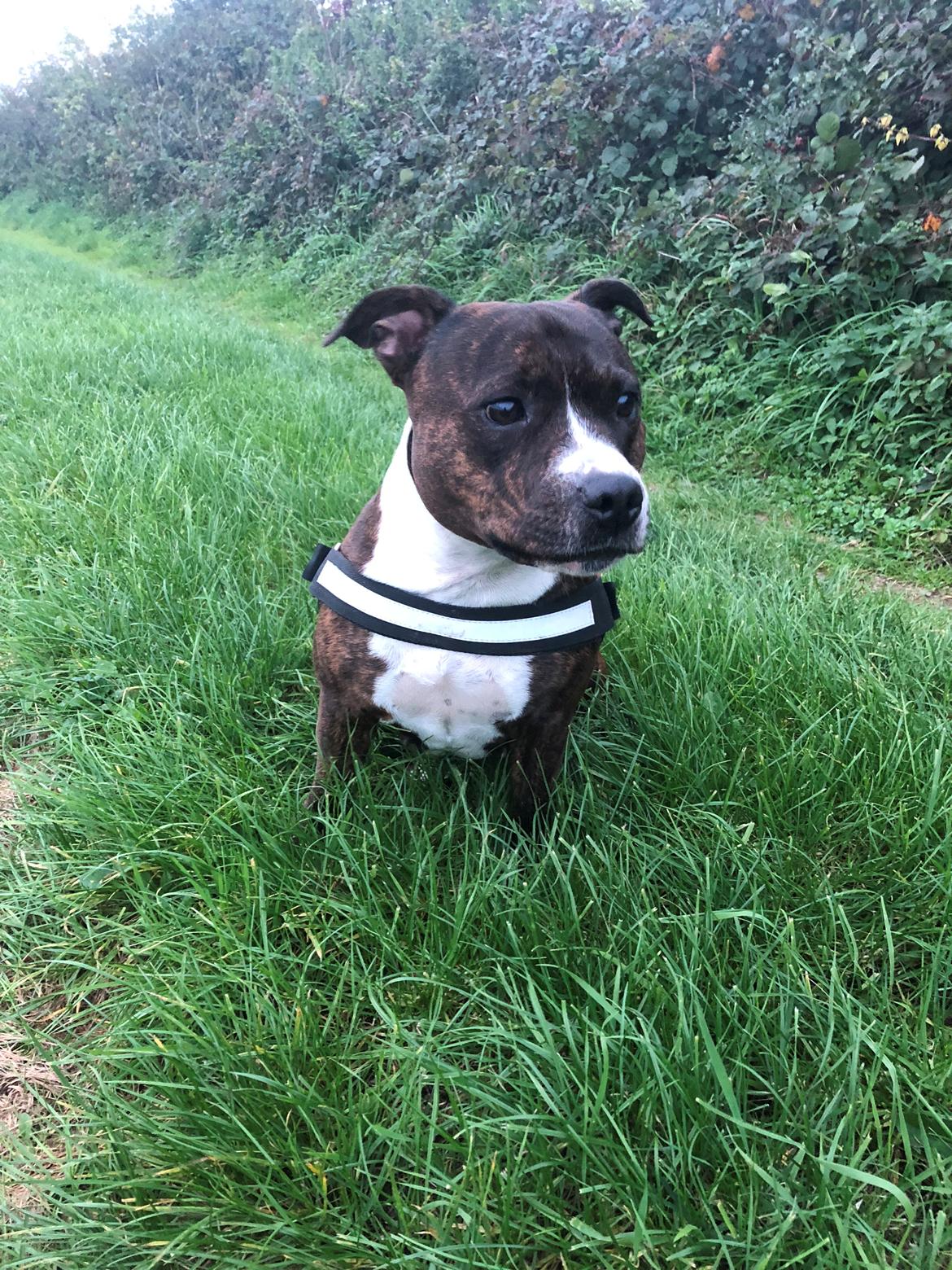 Staffordshire bull terrier Freja billede 33