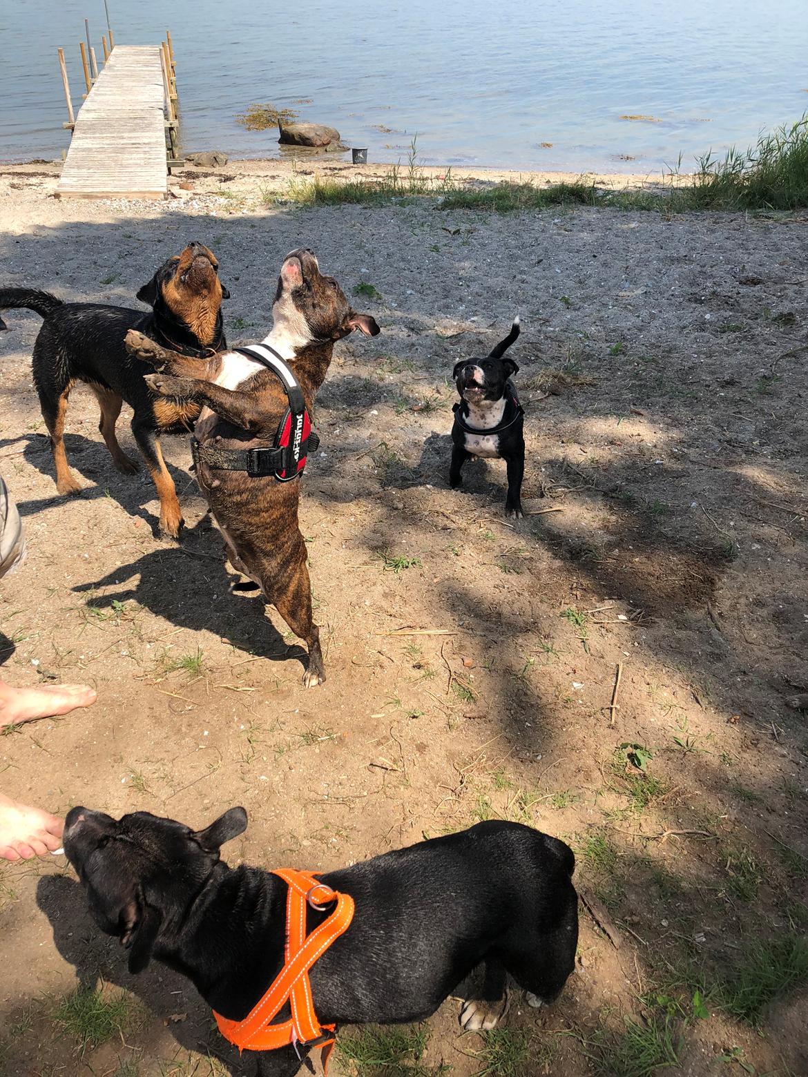 Staffordshire bull terrier Freja billede 31