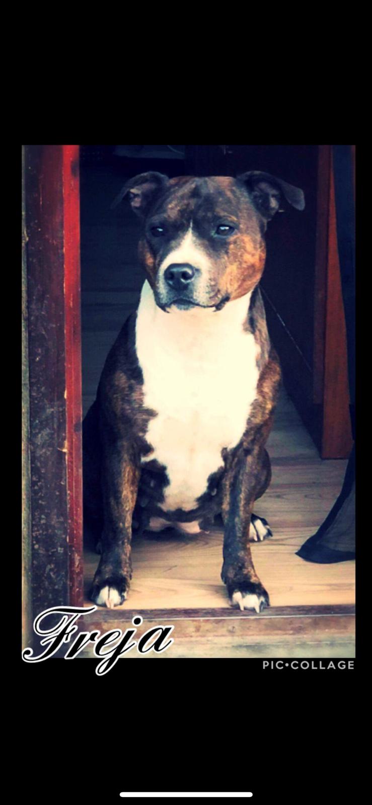 Staffordshire bull terrier Freja billede 34