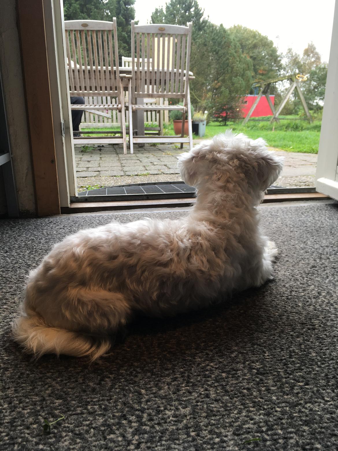 Malteser Freja billede 13