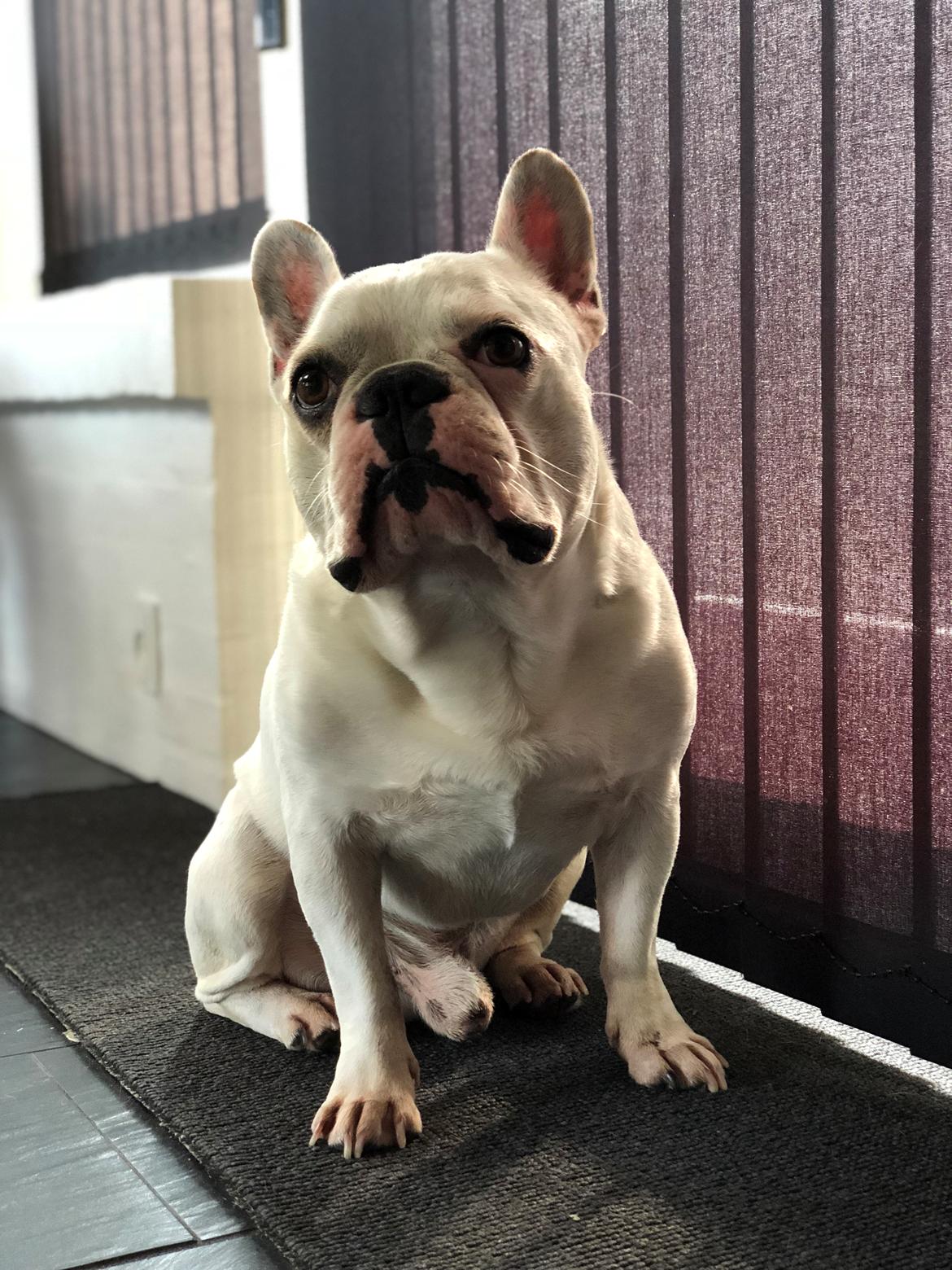 Fransk bulldog Møffe (Bjarne). billede 30