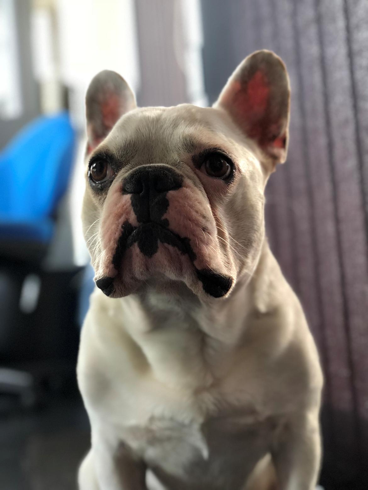 Fransk bulldog Møffe (Bjarne). billede 31