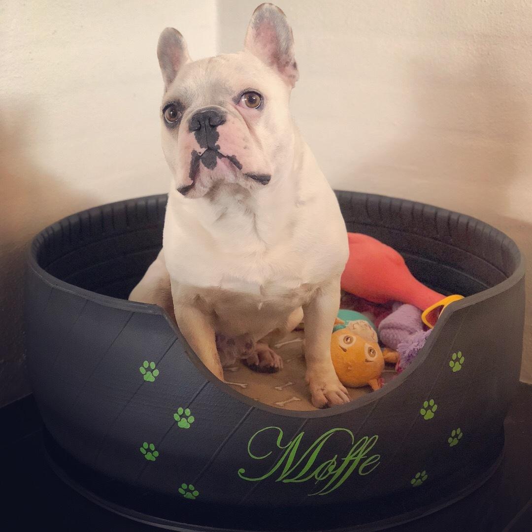 Fransk bulldog Møffe (Bjarne). billede 32