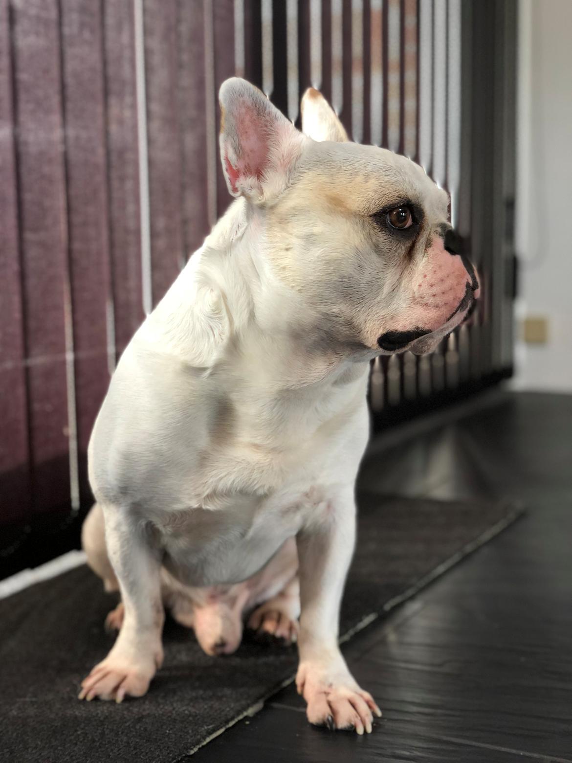 Fransk bulldog Møffe (Bjarne). billede 33