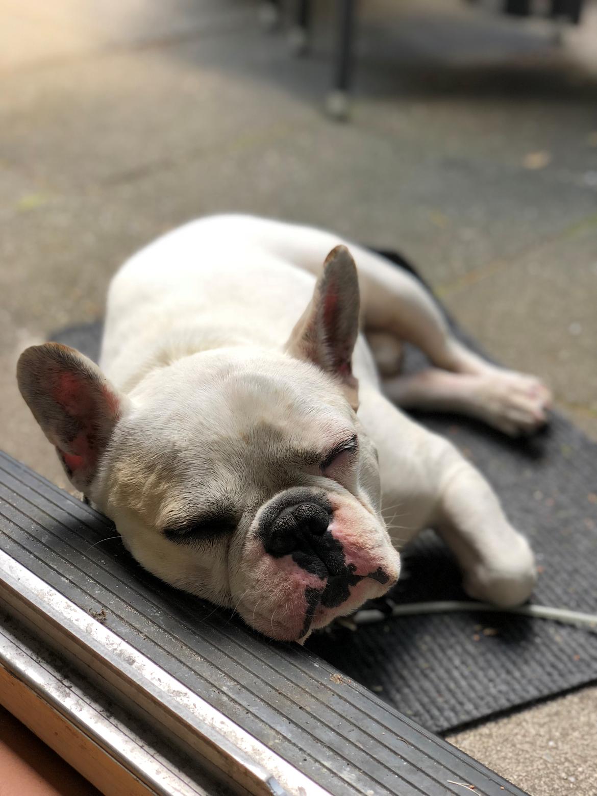 Fransk bulldog Møffe (Bjarne). billede 34