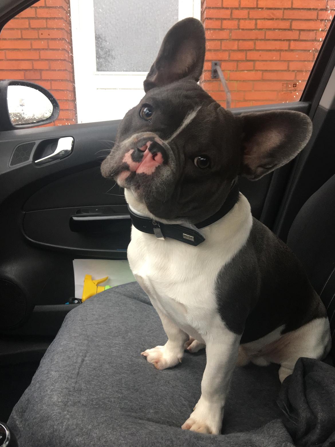 Fransk bulldog Bobbi billede 1