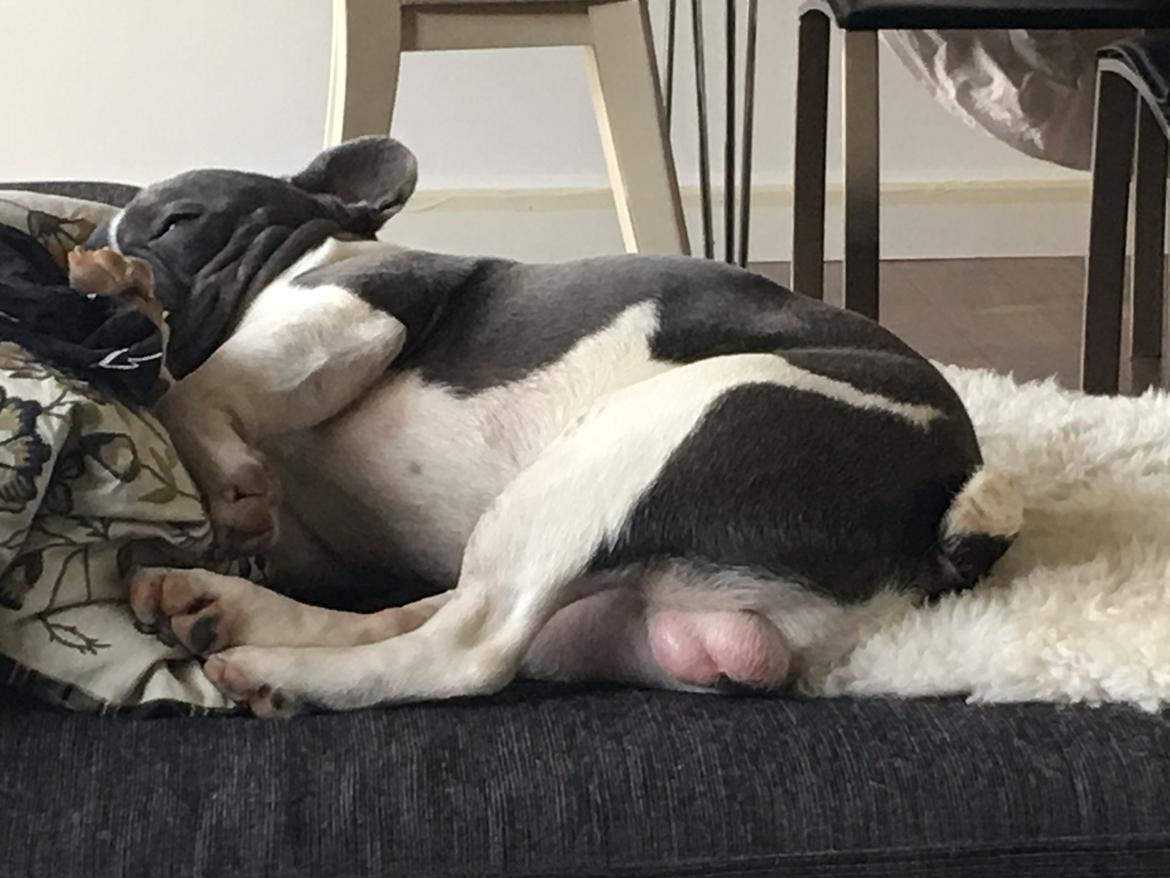 Fransk bulldog Bobbi billede 3