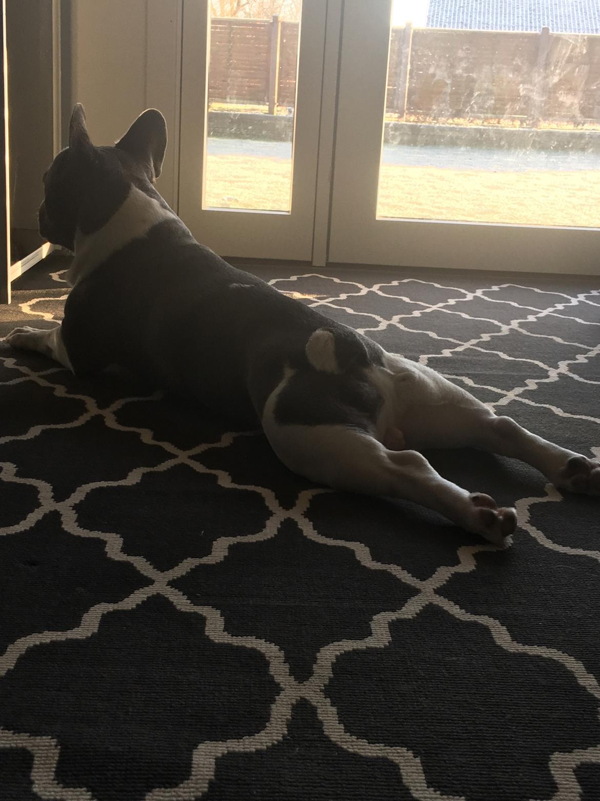 Fransk bulldog Bobbi billede 4