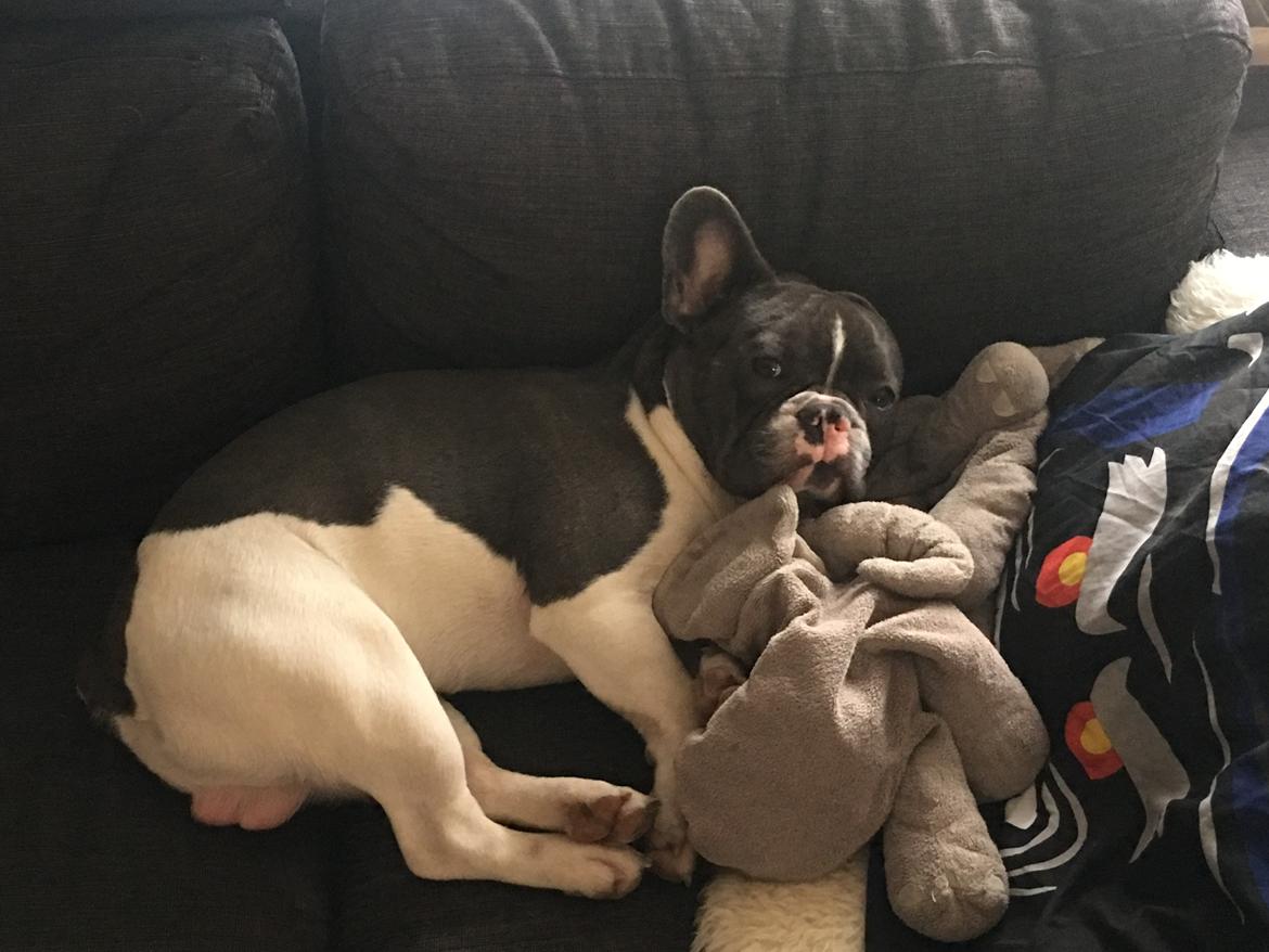 Fransk bulldog Bobbi billede 5