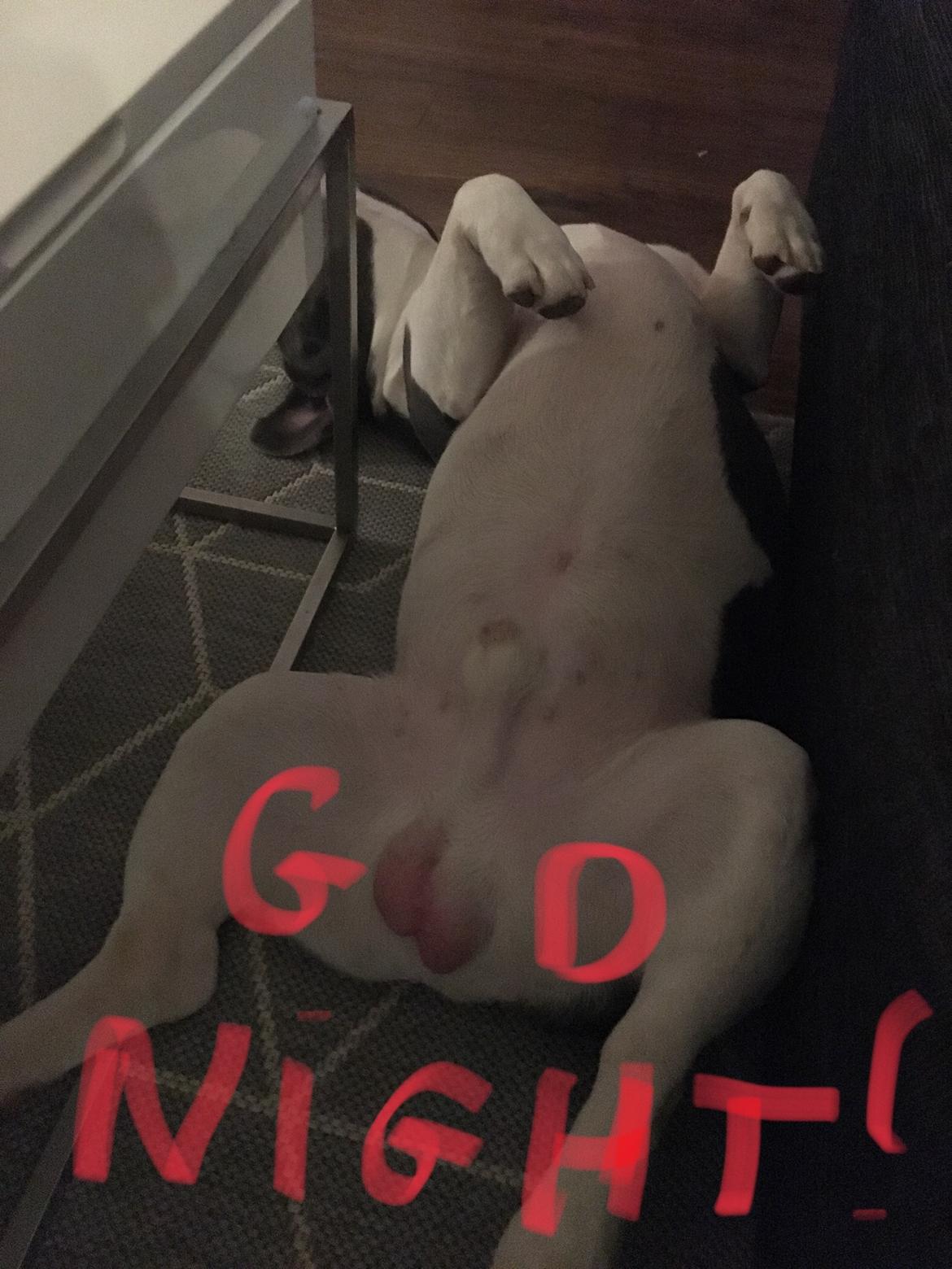 Fransk bulldog Bobbi billede 6