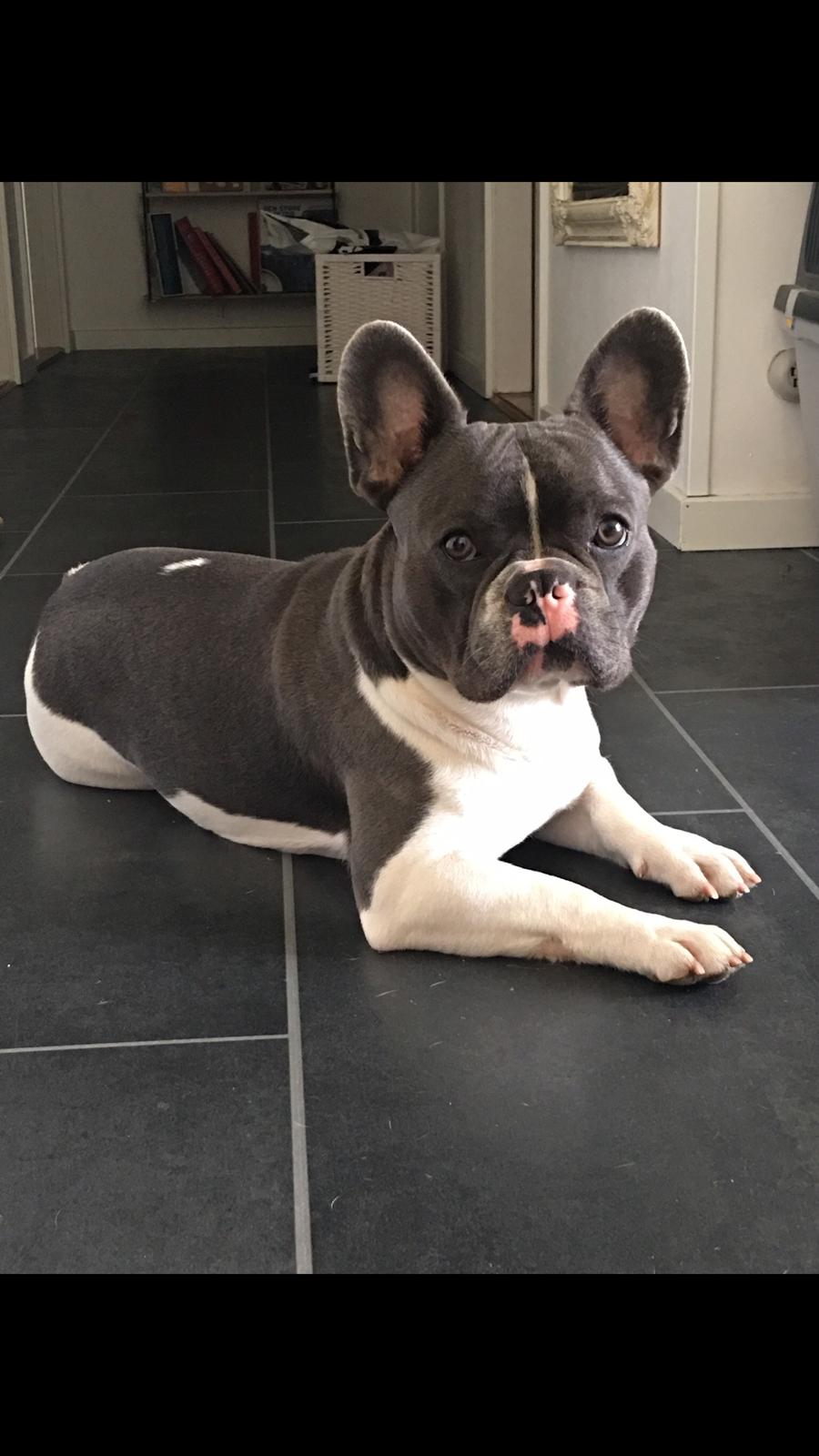 Fransk bulldog Bobbi billede 7