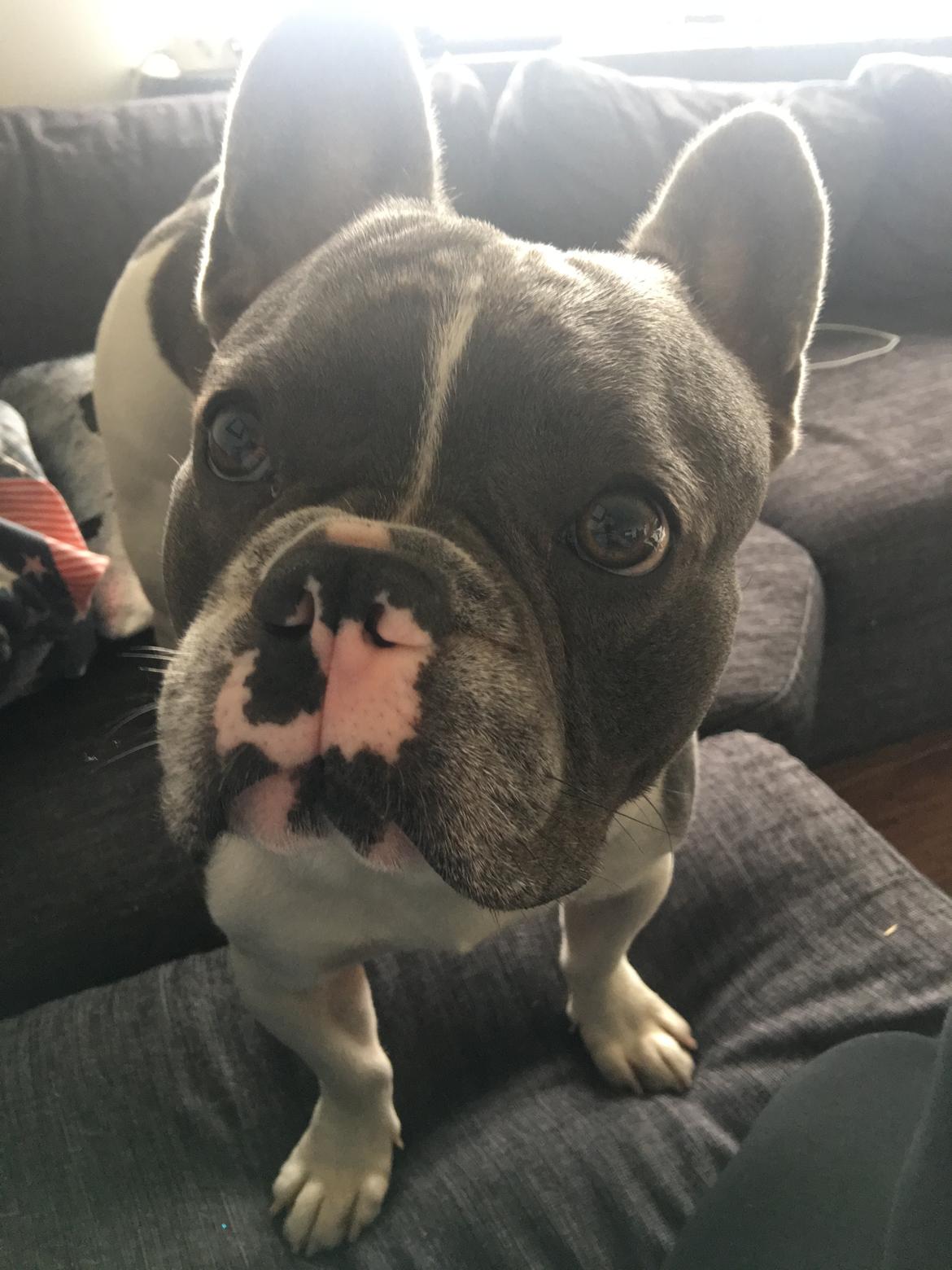 Fransk bulldog Bobbi billede 8