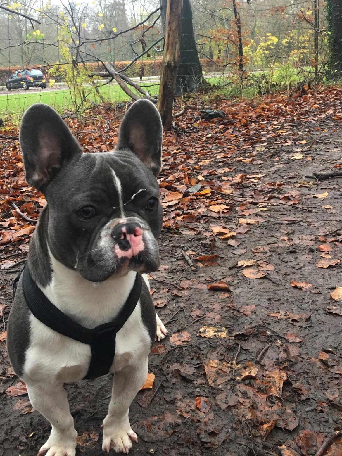 Fransk bulldog Bobbi billede 2