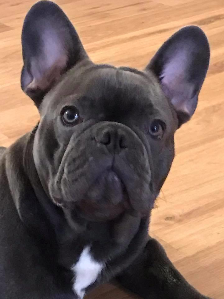 Fransk bulldog Piilou billede 1