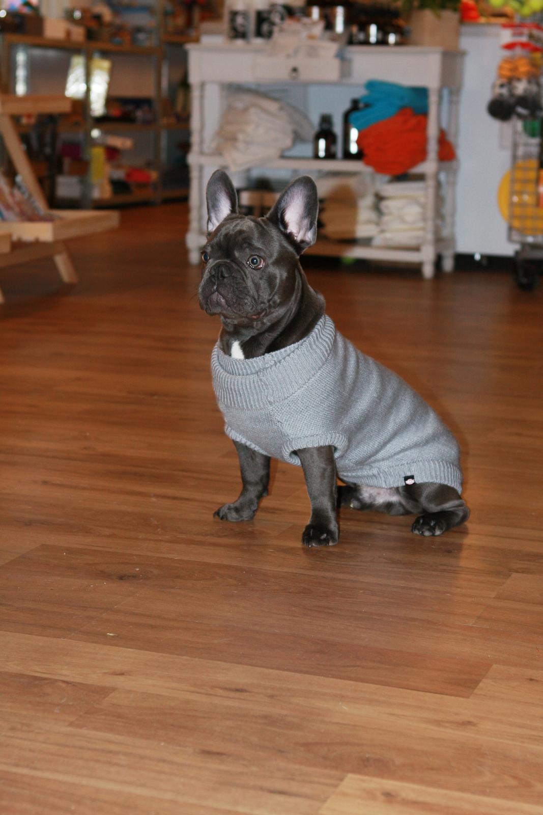 Fransk bulldog Piilou billede 4