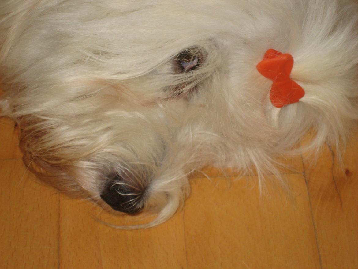 Coton de tulear Sisses Cindy billede 2