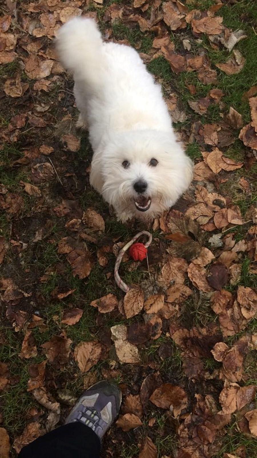 Coton de tulear Sisses Cindy billede 1