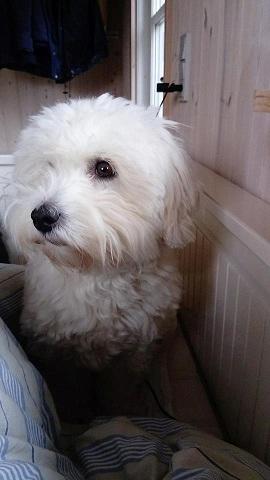Coton de tulear Sisses Cindy billede 7