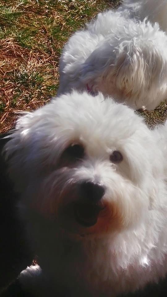 Coton de tulear Sisses Cindy billede 6