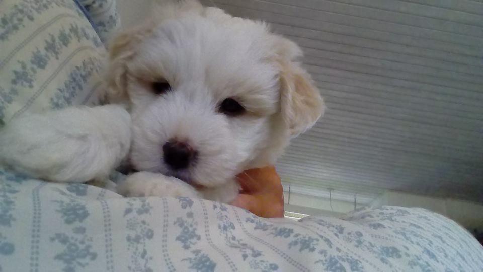 Coton de tulear Aura Antonia billede 2
