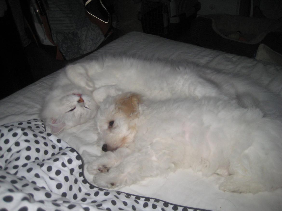 Coton de tulear Aura Antonia billede 3