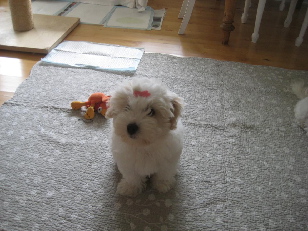 Coton de tulear Aura Antonia billede 6