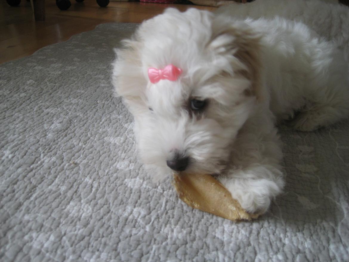 Coton de tulear Aura Antonia billede 5