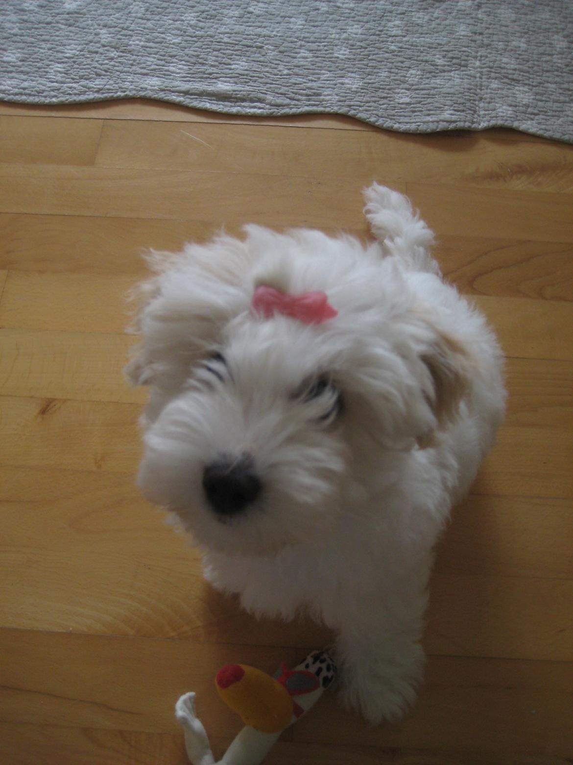 Coton de tulear Aura Antonia billede 7
