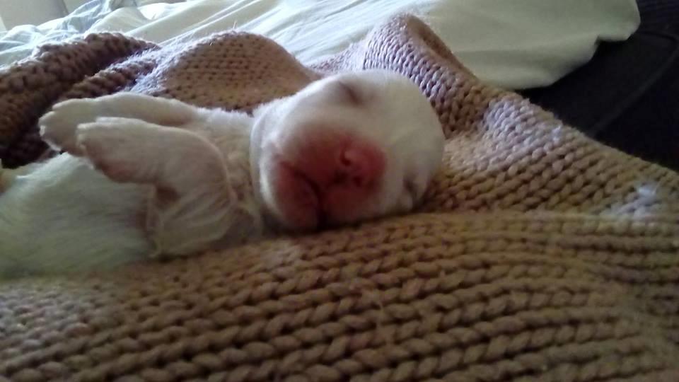 Coton de tulear Aura Antonia billede 8