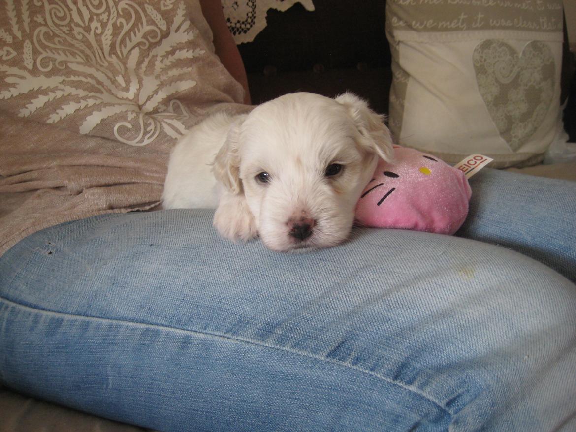 Coton de tulear Aura Antonia billede 13