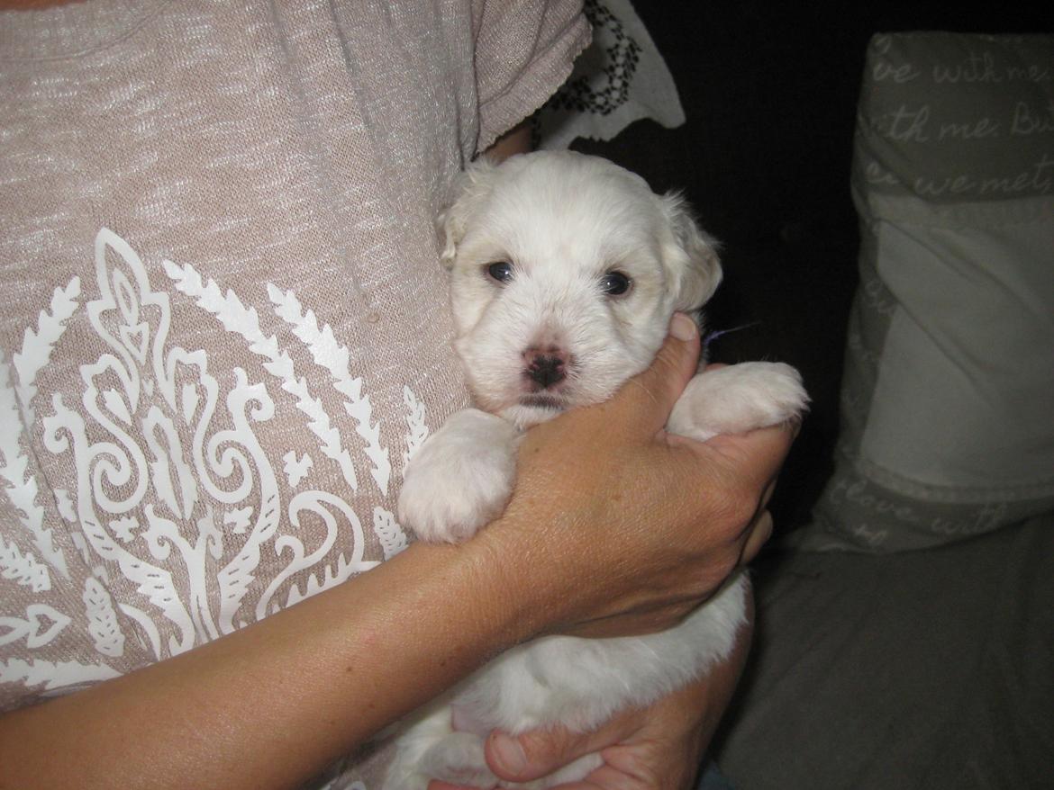 Coton de tulear Aura Antonia billede 14