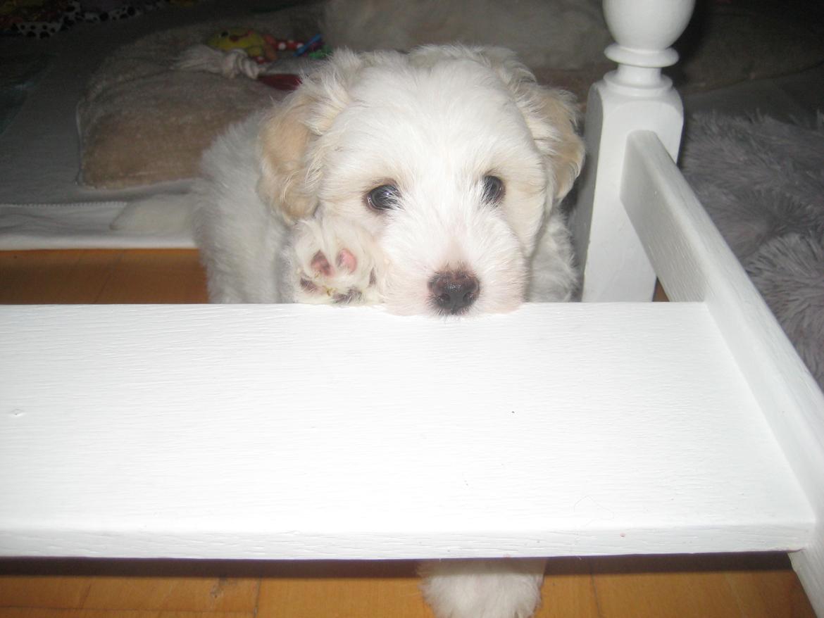 Coton de tulear Aura Antonia billede 15