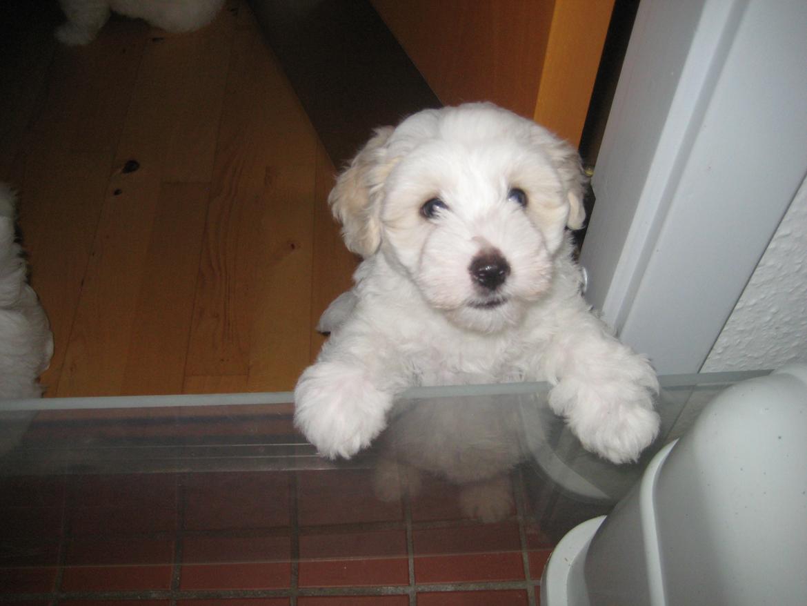 Coton de tulear Aura Antonia billede 17