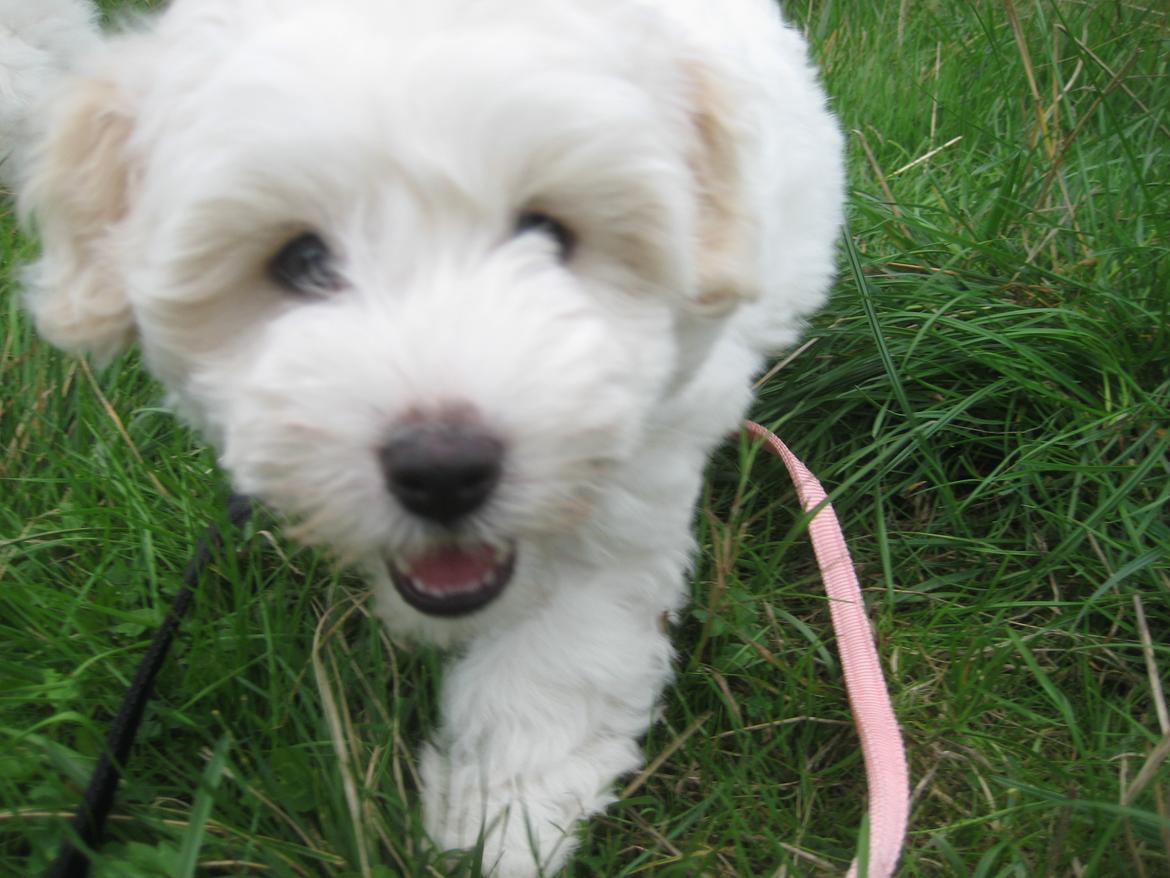 Coton de tulear Aura Antonia billede 1