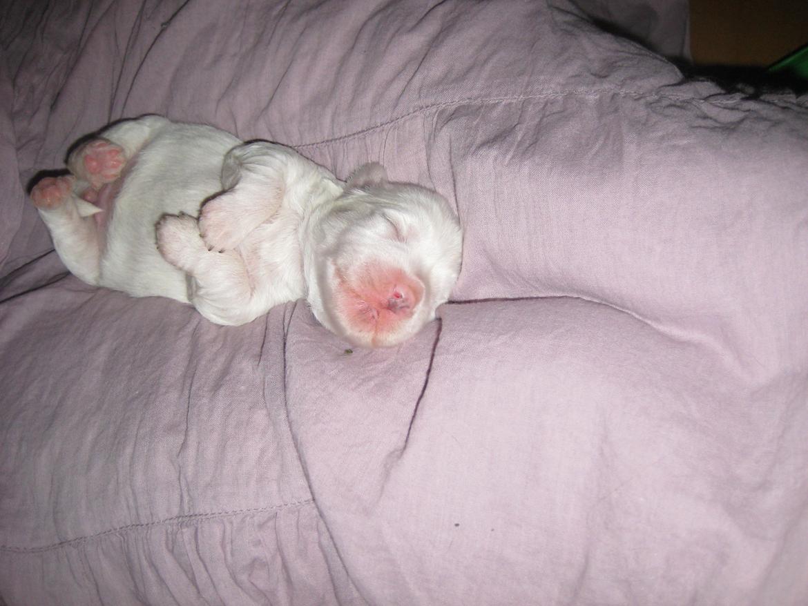 Coton de tulear Aura Antonia billede 12