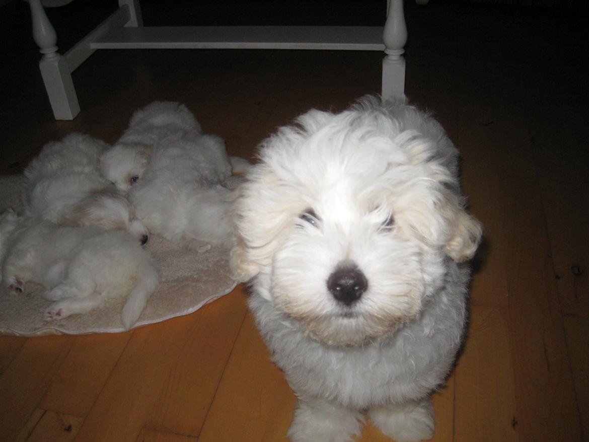 Coton de tulear Aura Antonia billede 19