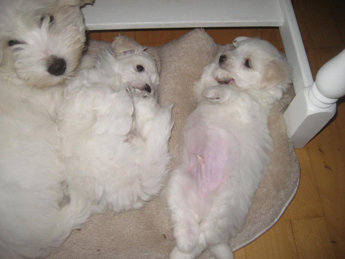 Coton de tulear Aura Antonia billede 21