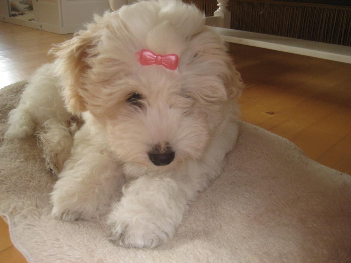 Coton de tulear Aura Antonia billede 20